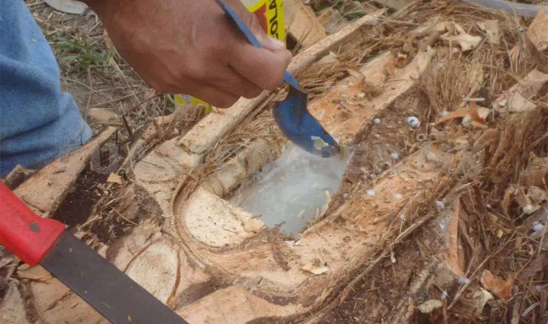 Cultivo de taberna pone en riesgo a palma de coyol