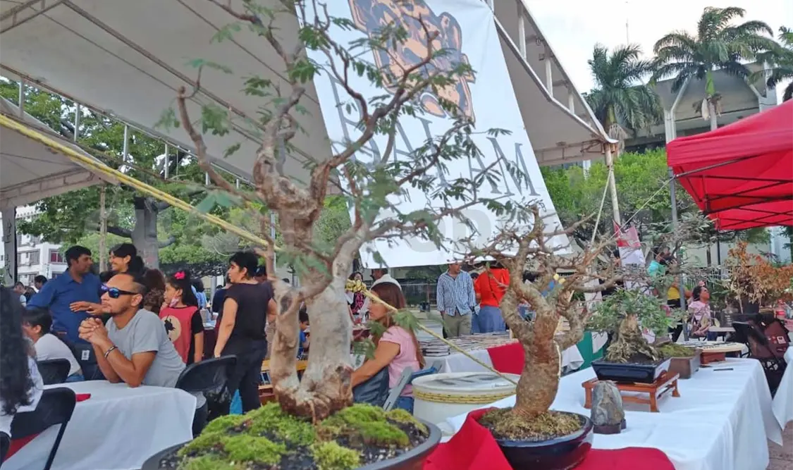 Pequeños y grandiosos árboles en bandejas
