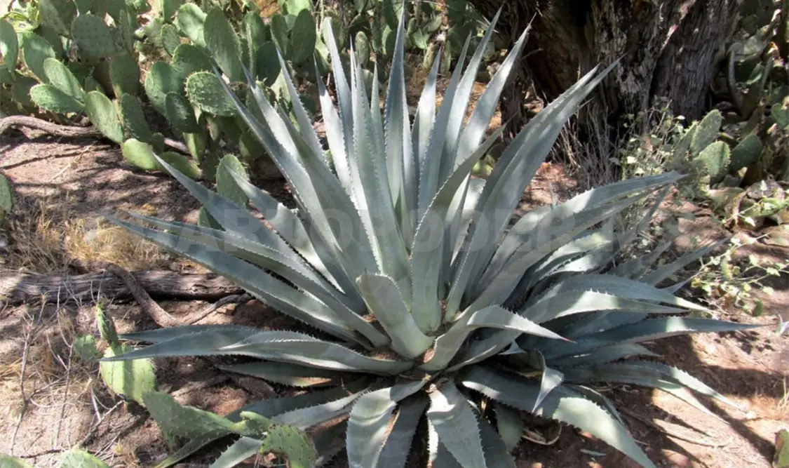Agaves chiapanecos con inminente atractivo potencial