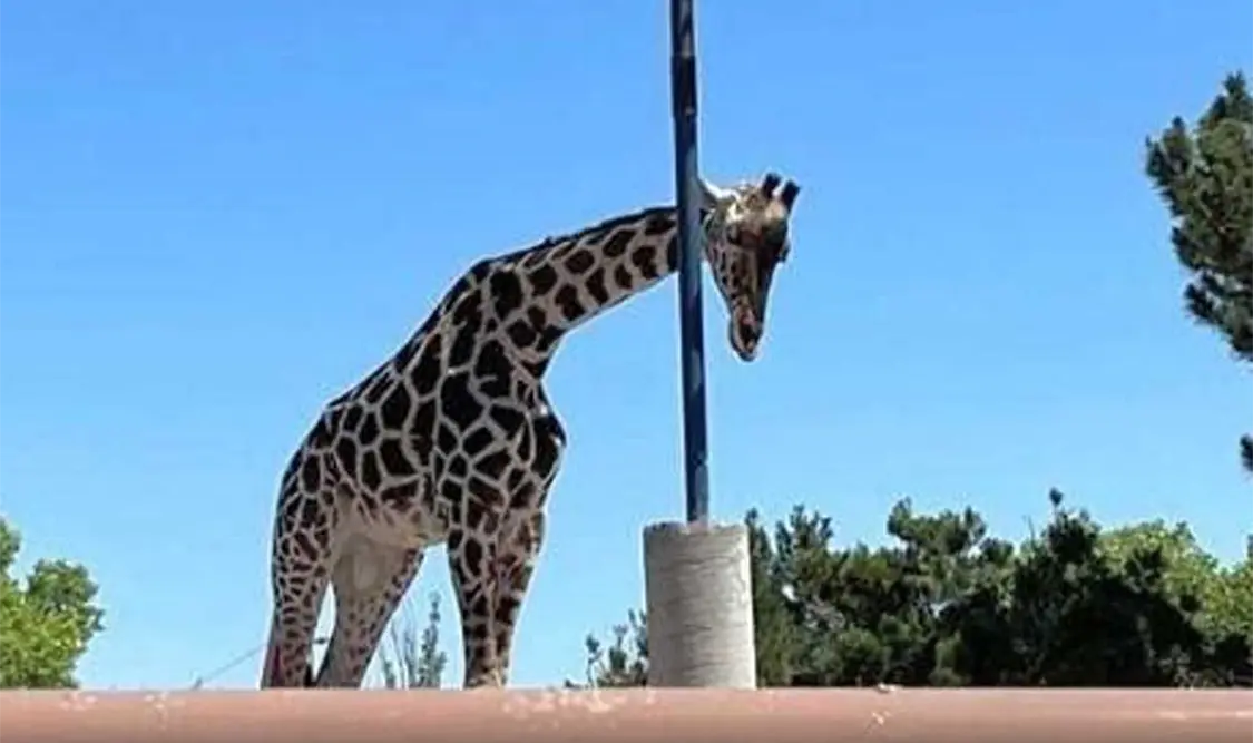 Denunciaron maltrato animal en contra de la jirafa Benito. Cortesía