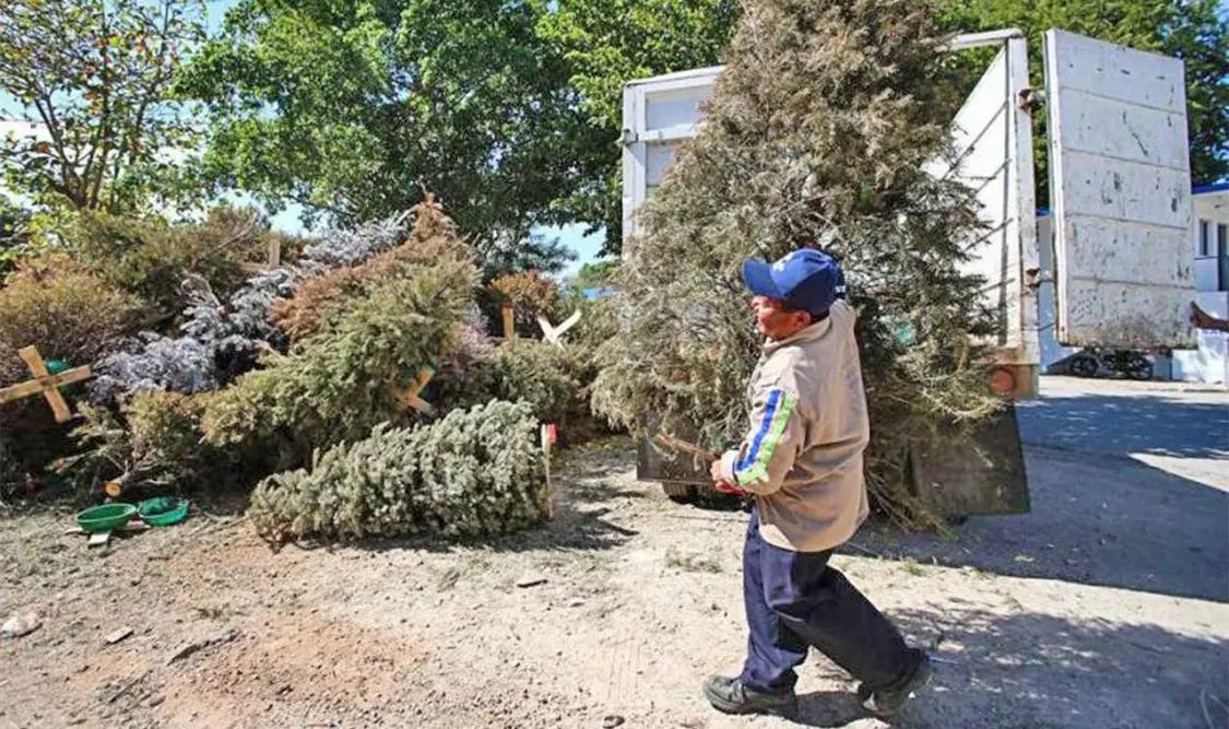 Listos los centros de acopio para recibir arbolitos. El Universal