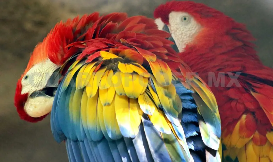 El Triunfo posee 60 % de las aves de Chiapas