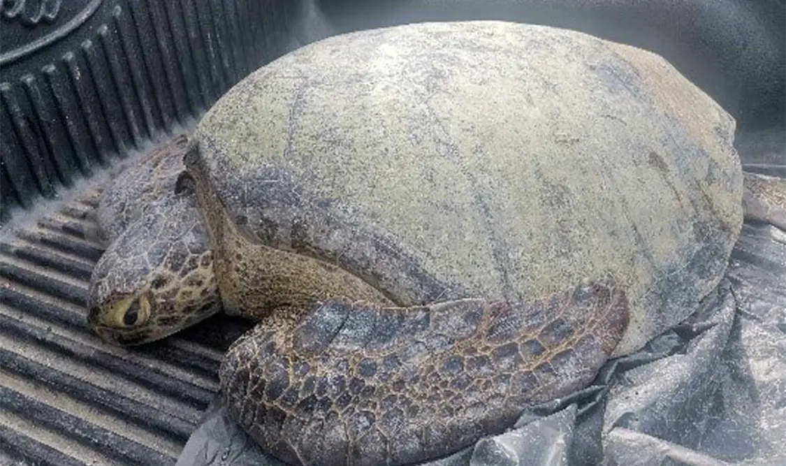 Rescatan a tortuga y huevos de golfinas