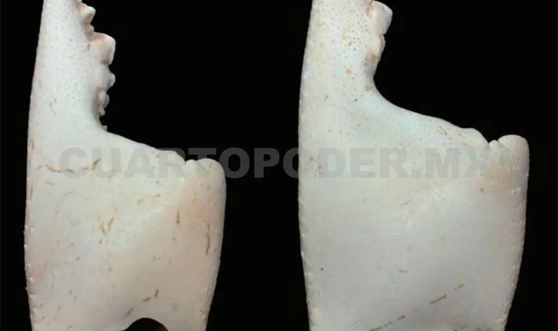 Cangrejos de agua dulce, manjar para élite palencana