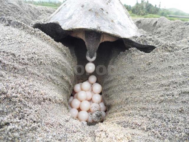 Denuncian saqueos de huevos de tortuga