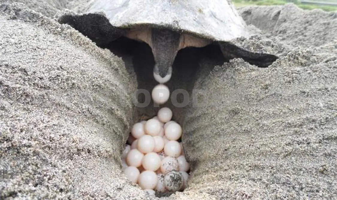 Denuncian saqueos de huevos de tortuga