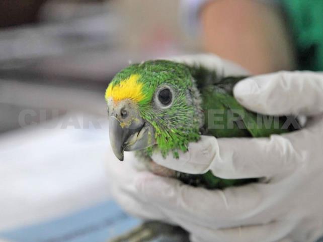Tráfico de animales satura instalaciones del ZooMAT