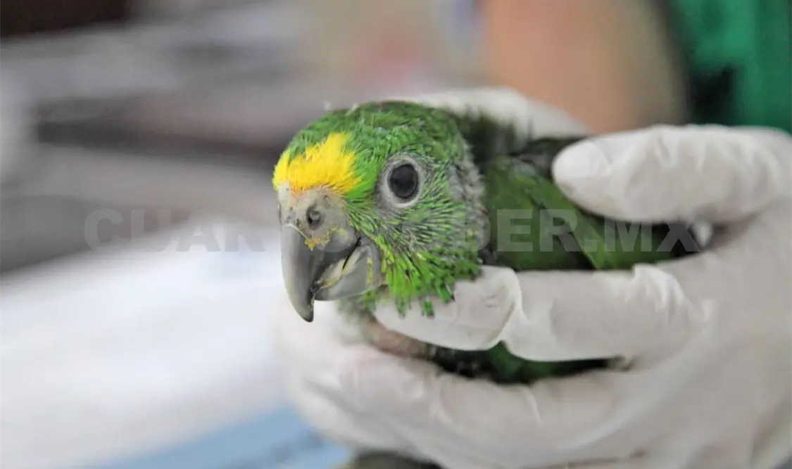 Tráfico de animales satura instalaciones del ZooMAT