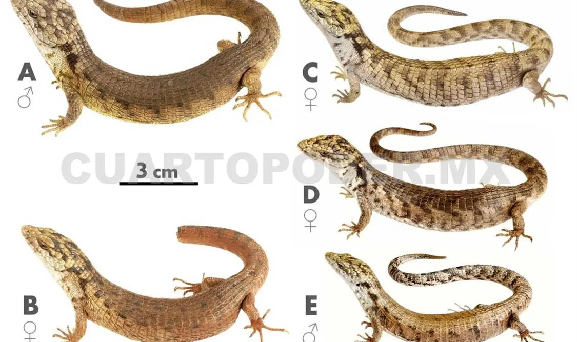 Registro de la nueva especie. CP