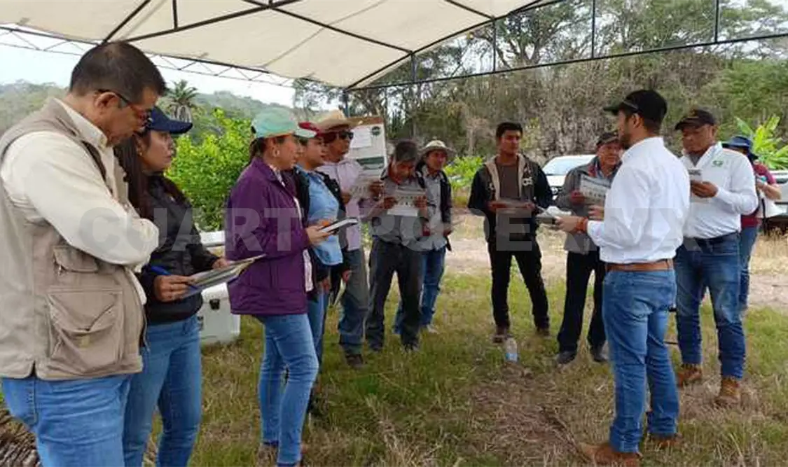 Capacita Inifap a productores sobre el uso del limón persa
