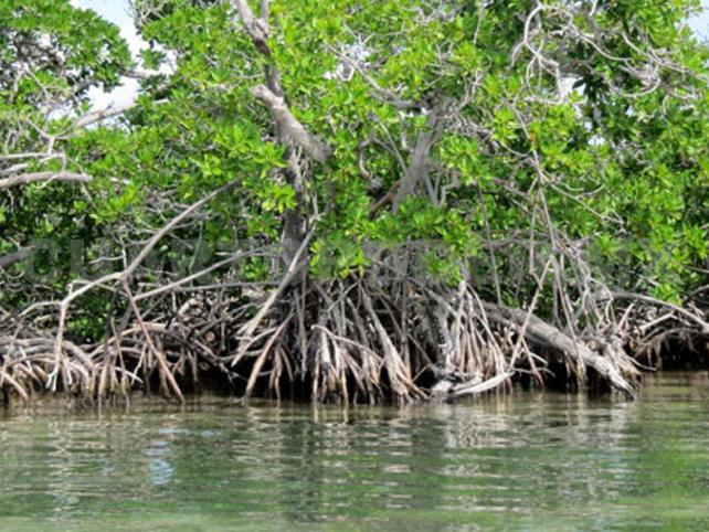 Por cortes, manglares están por desaparecer