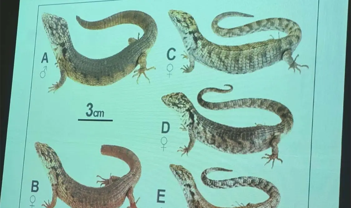 Descubren nueva especie, es única en el mundo