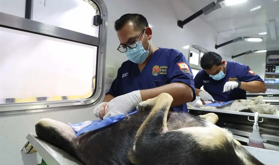 El servicio se dará en un horario de 9:00 de la mañana a 2:00 de la tarde; después de la cirugía, las mascotas se retiran con dosis de antibióticos