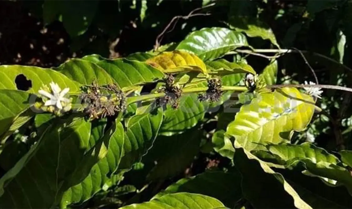 Intensa sequía preocupa a productores de café