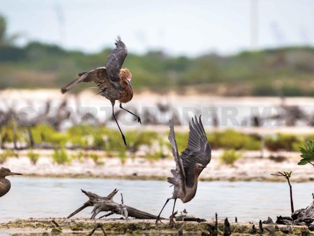 Invitan a fotografiar aves acuáticas del estado