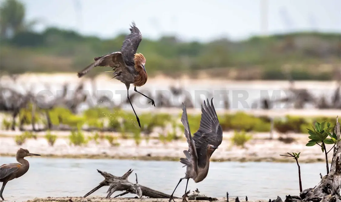 Invitan a fotografiar aves acuáticas del estado
