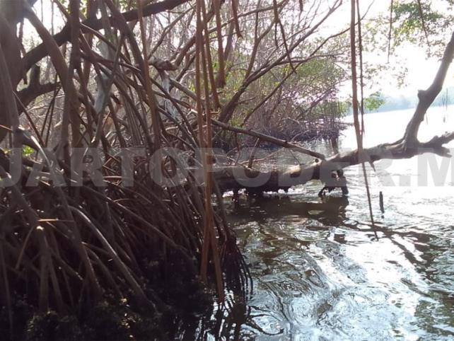 Contaminación destruye manglares en pesquerías