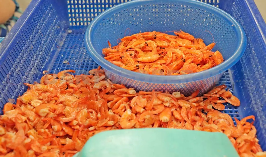 Chiapas, octavo lugar en producción de camarón