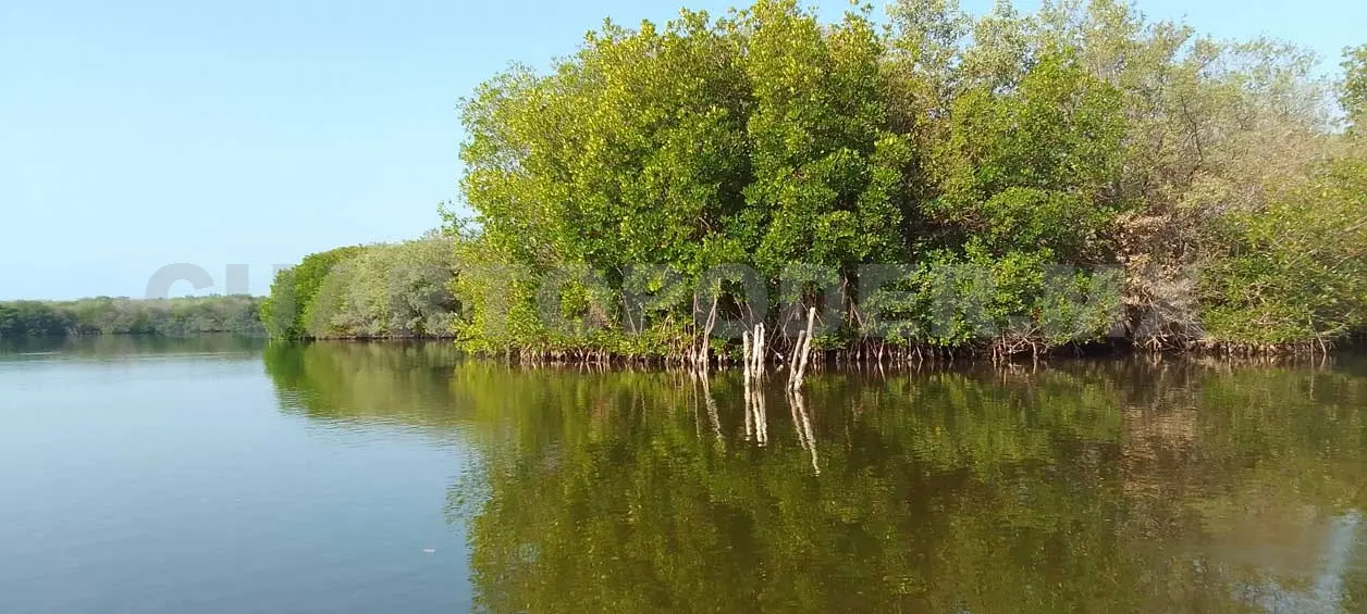 Presencia de cocodrilos en San Luqueño la Costa