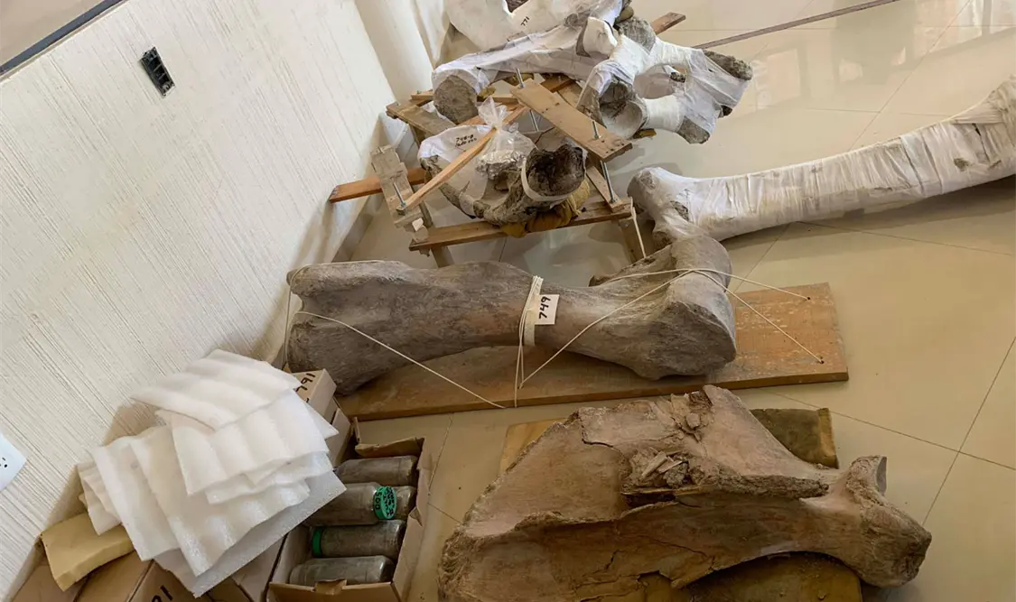 Museo del Mamut está casi listo