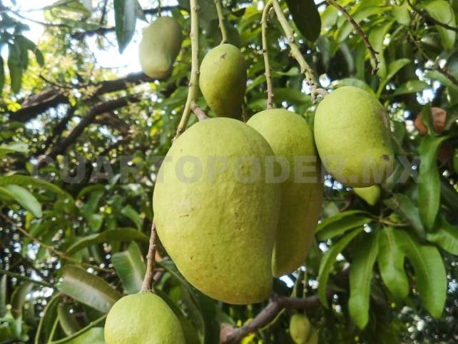 Buena cosecha de mango, estiman productores
