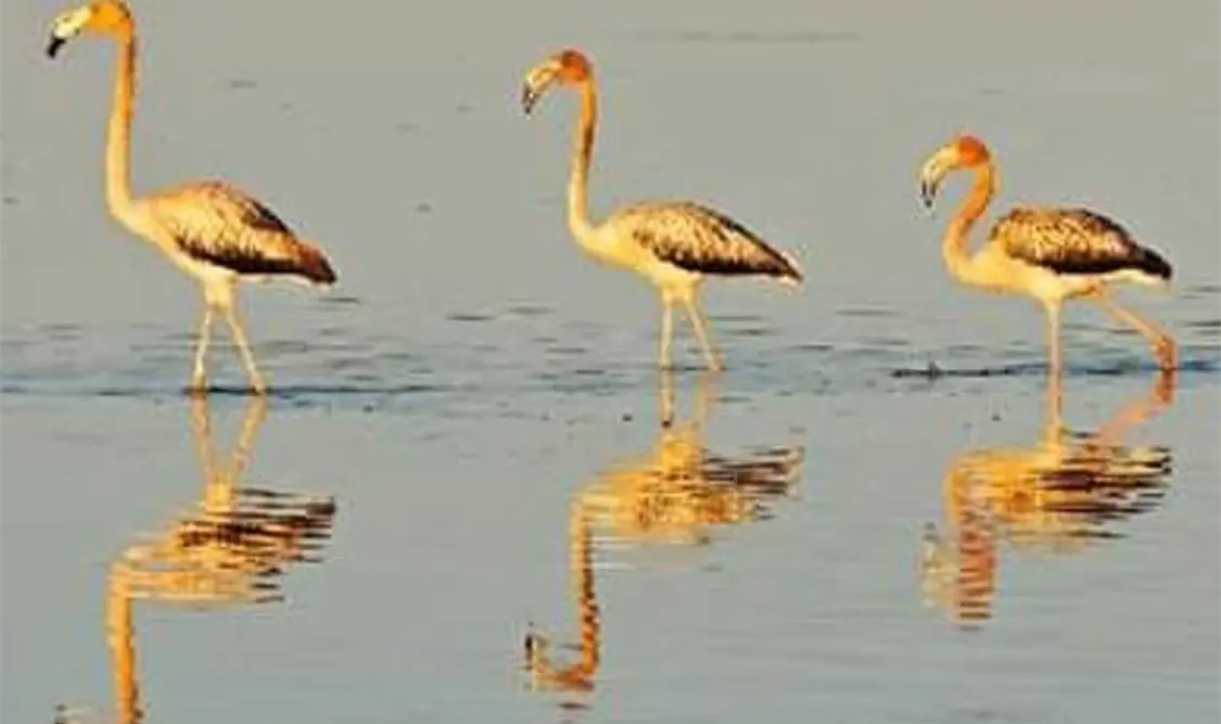 El trabajo de Mark Swain lo ha llevado a muchas partes captando imágenes. Cortesía