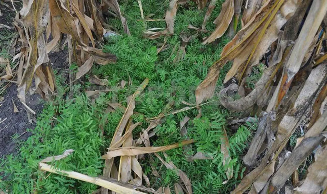 El ebo ya ha sido cultivado en Chiapas. CP