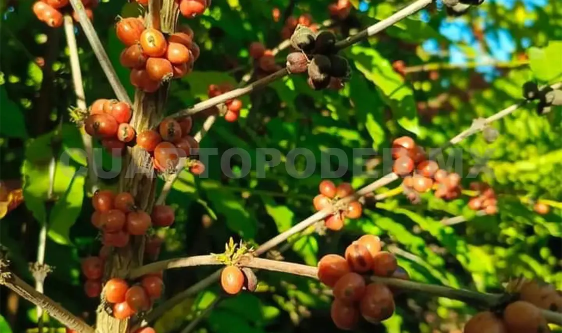 Sector cafetalero en alerta por presencia del barrenador
