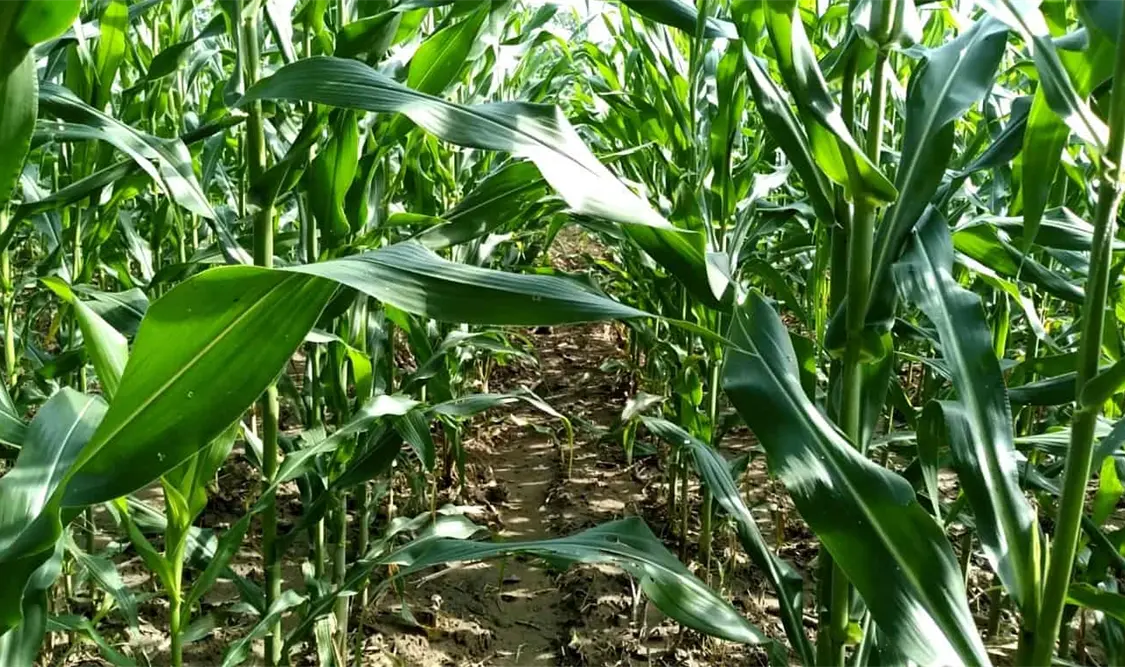SEGALMEX un engaño para productores de maíz del Soconusco