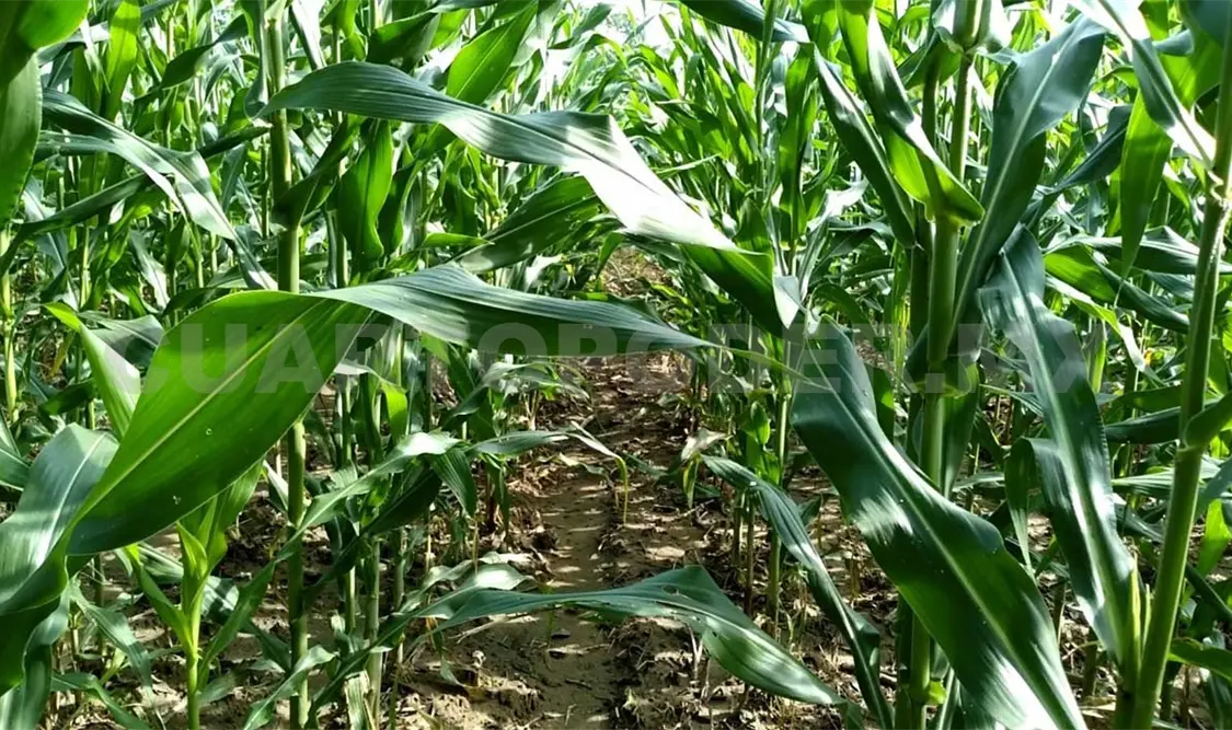 Segalmex, una farsa para productores de maíz en Soconusco