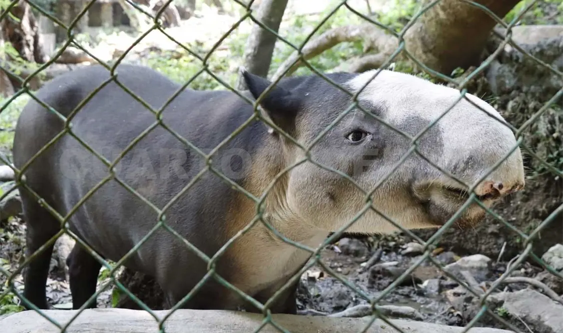 Persiste un alto tráfico de especies en Chiapas