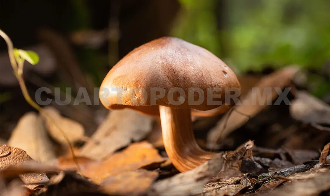 Existen cerca de 50 mil especies en Chiapas