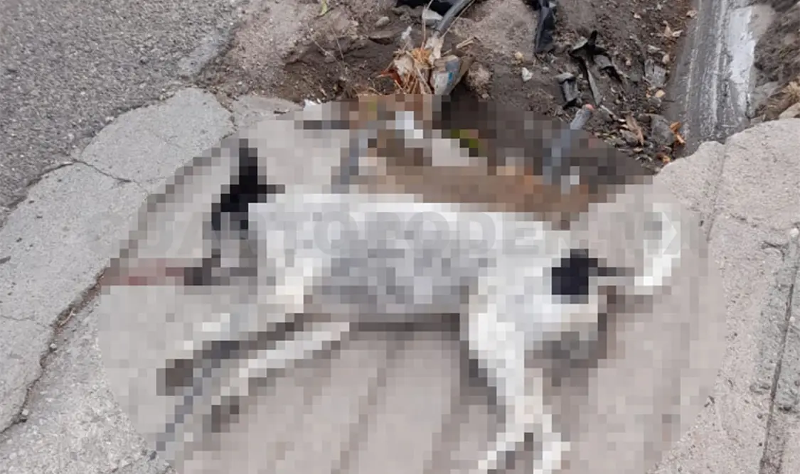 Denuncian nueva matanza de perros en Chiapa de Corzo