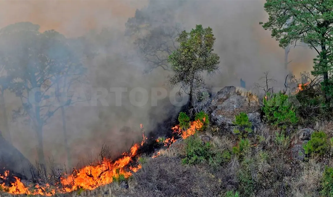 Incendios afectaron más de 23 mil ha de ANP en 2023