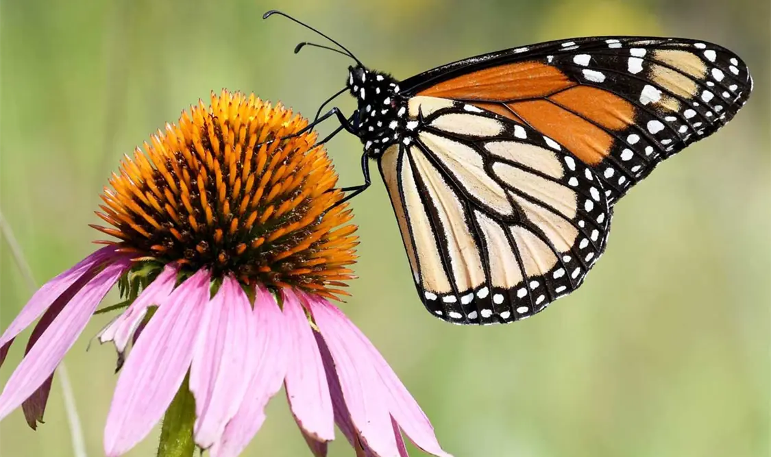 Llaman a proteger a mariposas y conservar a estos insectos en peligro de extinción. Cortesía
