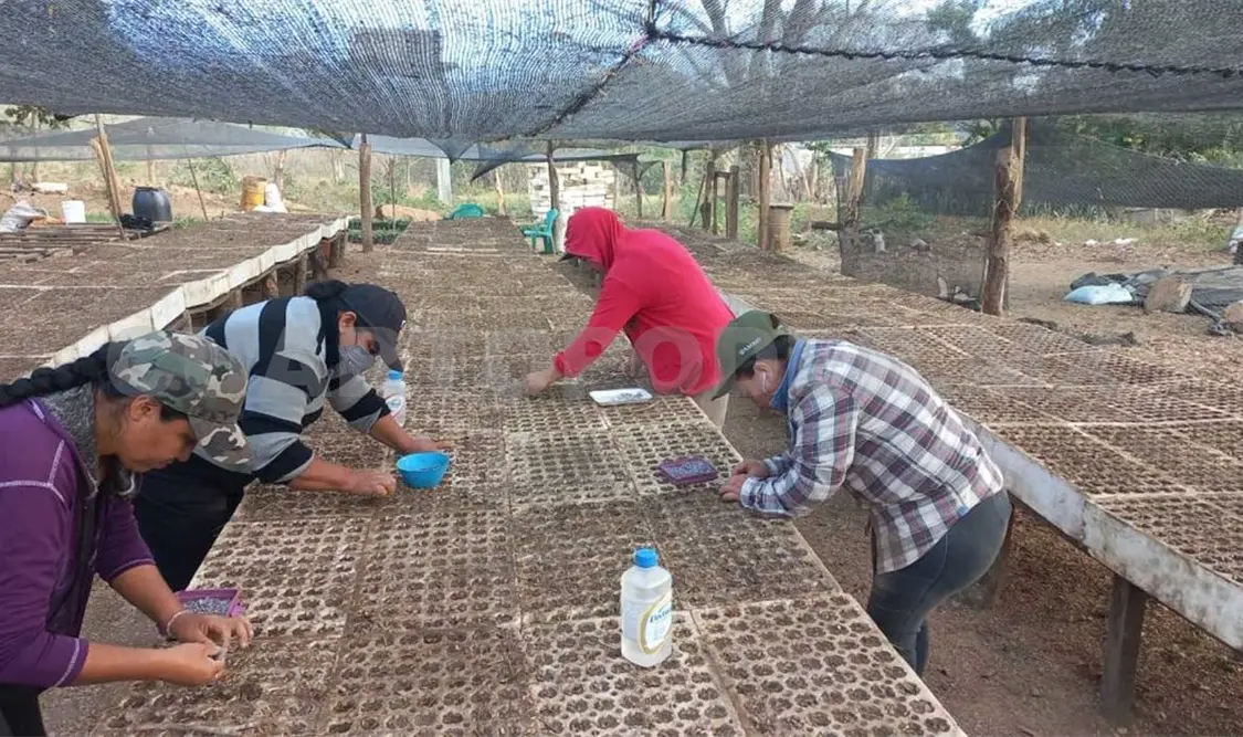 Viveros comunitarios listos para ciclo de restauración 2024