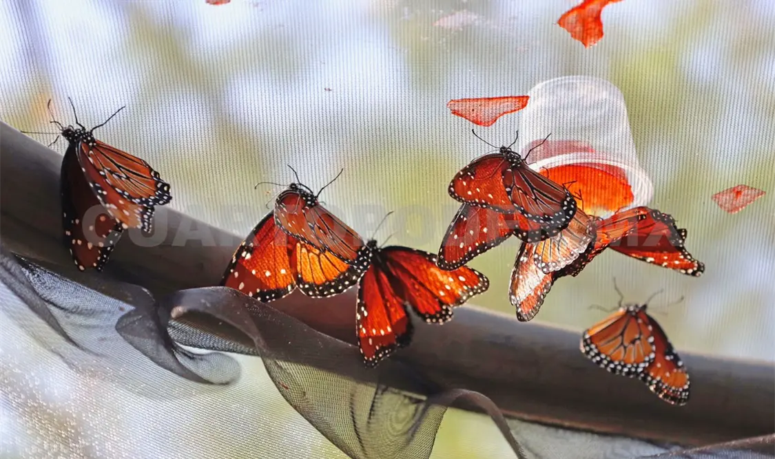 Mariposas en riesgo por destrucción de su hábitat