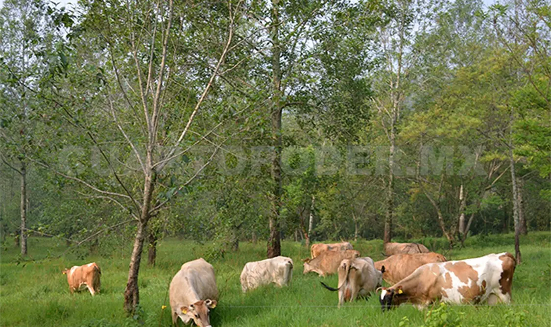 Trabajan en recuperación de áreas sobreexplotadas
