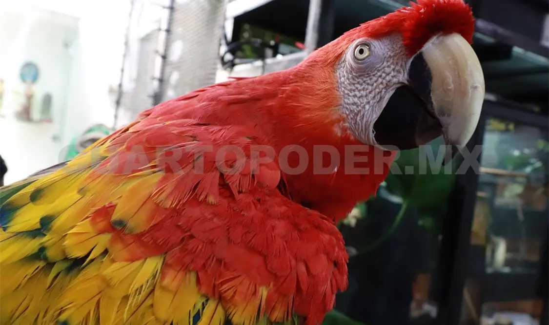 Llaman a no adquirir loros, pericos y guacamayas