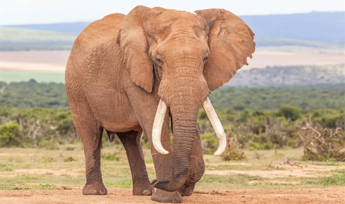 Datos curiosos sobre los elefantes