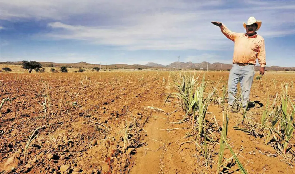 El cultivo que tuvo el mayor recorte en áreas de siembras, por su alto consumo de agua, fue el maíz blanco. Cortesía