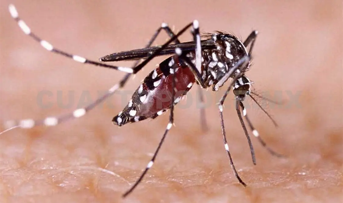 El mosquito del dengue crece en cualquier recipiente con agua. Cortesía