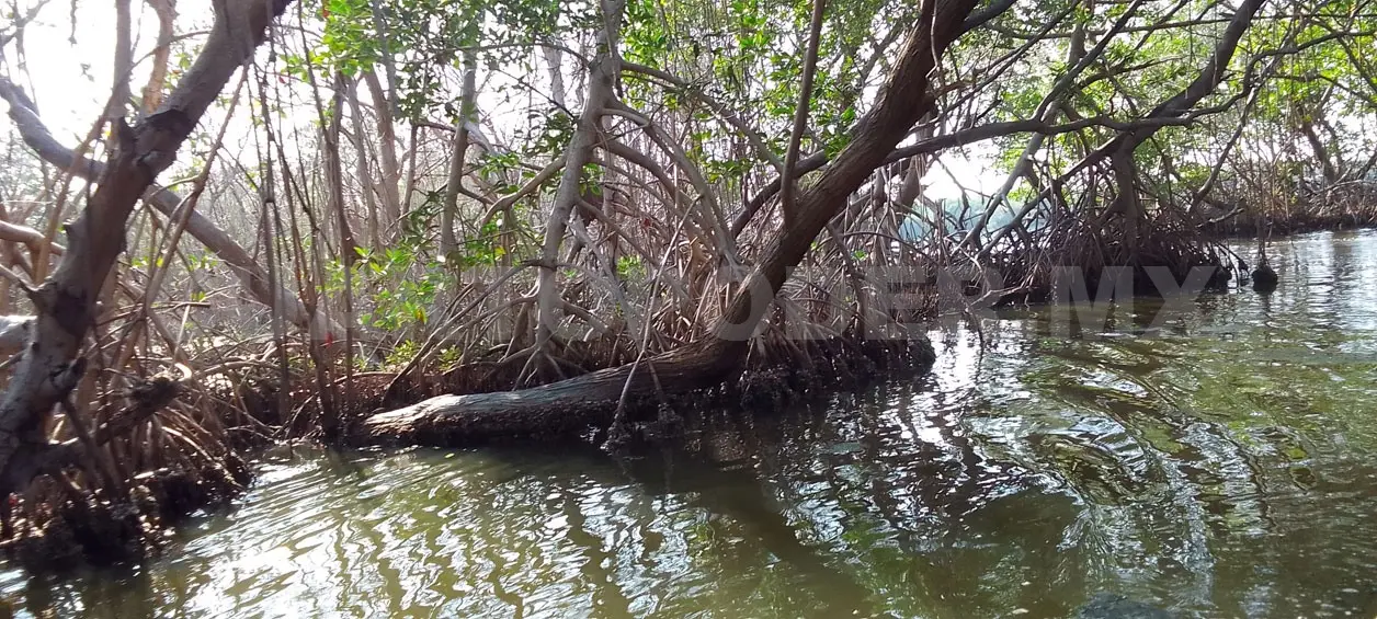 Manglares se secan por intensos calores