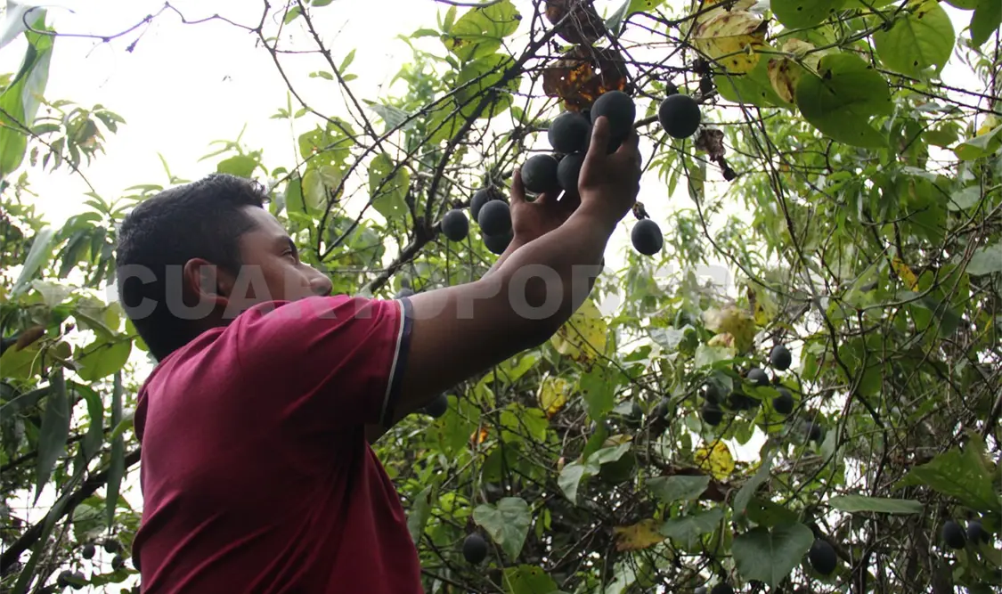 Chiapanecos representan 40.9 % de emigrantes