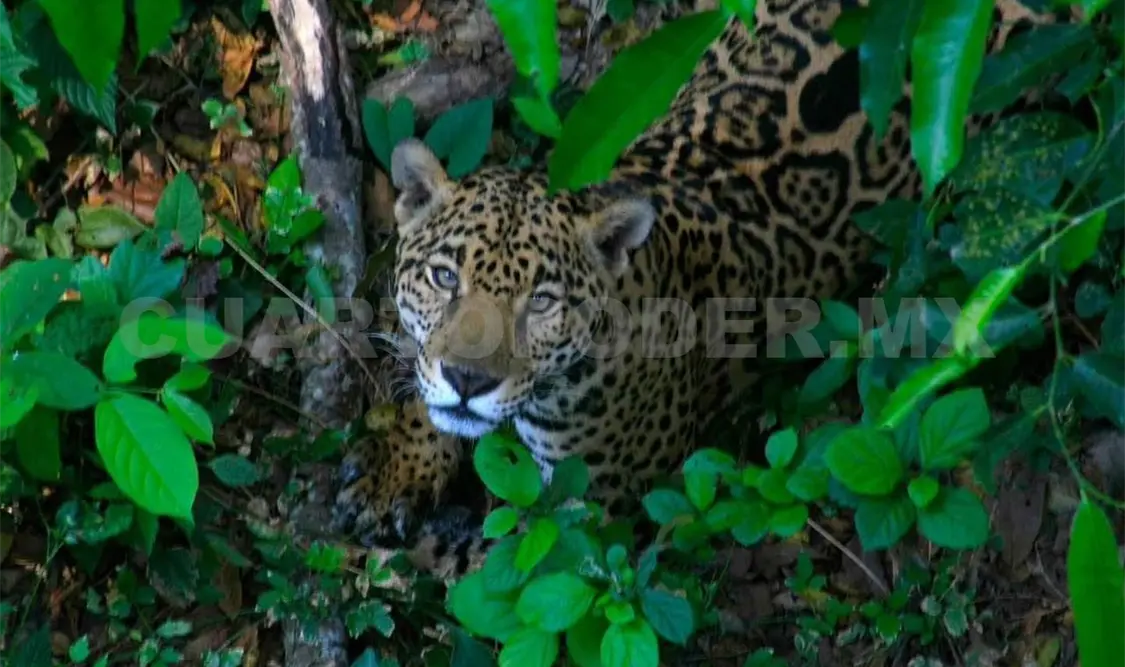 Fauna silvestre gravemente afectada por las quemas