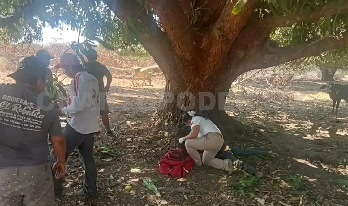 Pierde la vida tras caer de un árbol