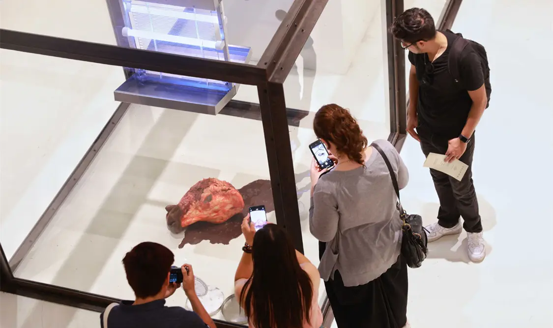 Damien Hirst presenta su obra en México