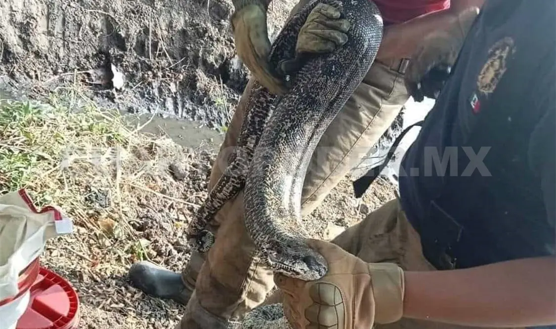 Este no es un animal venenoso, asegura experto en fauna silvestre. CP