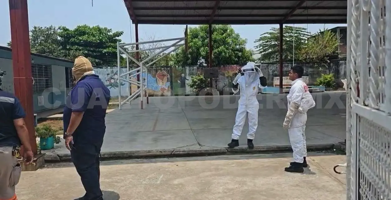 Abejas atacan a 30 niños de una primaria