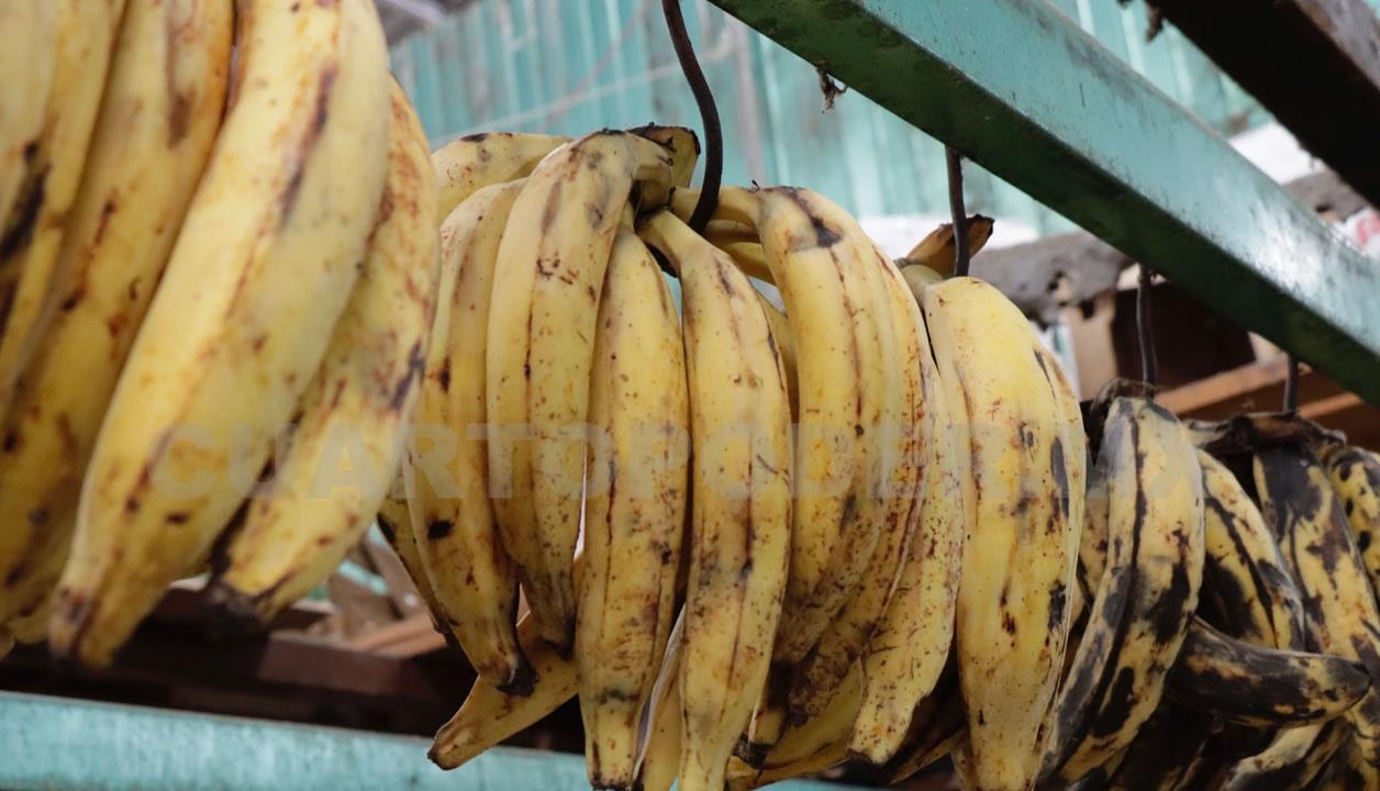 Incrementan exportaciones de plátano en el estado